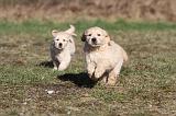 GOLDEN RETRIEVER 040